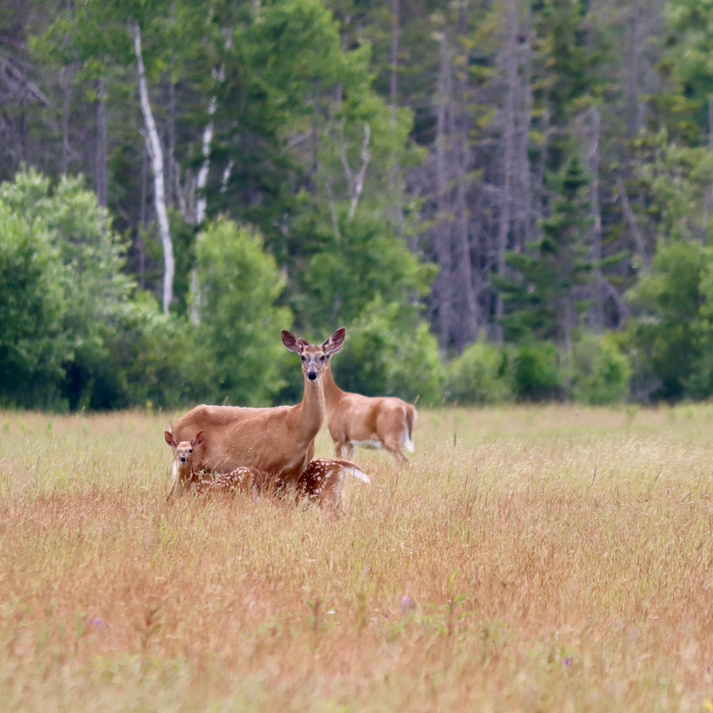 Mama whitetail deer and her babies