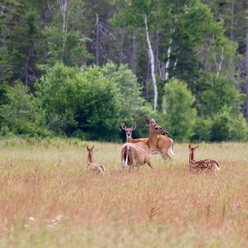 Deer family in the field