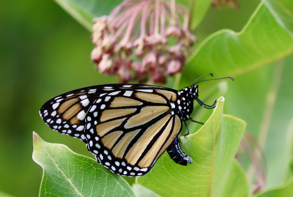 A Busy Day in the Garden