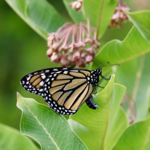 Monarch laying eggs