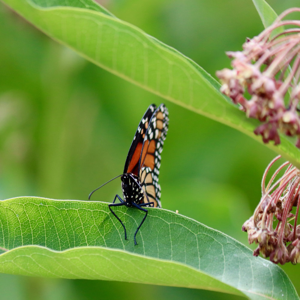 Monarch laying eggs