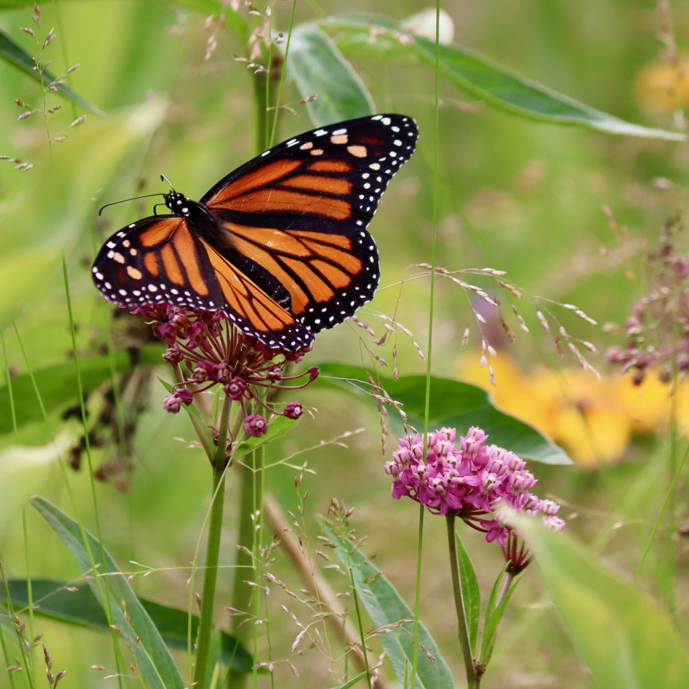 Maine Monarch