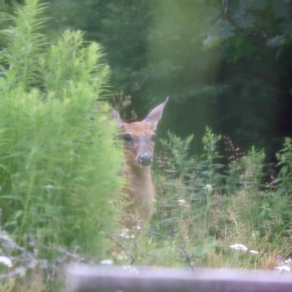 Maine White Tail Fawn at Downeast Thunder Farm