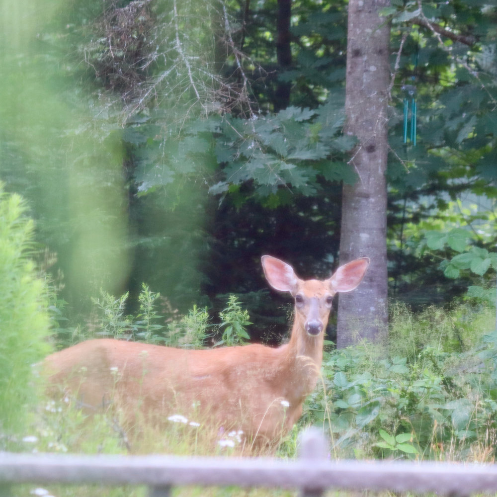 Maine White Tail Fawn at Downeast Thunder Farm