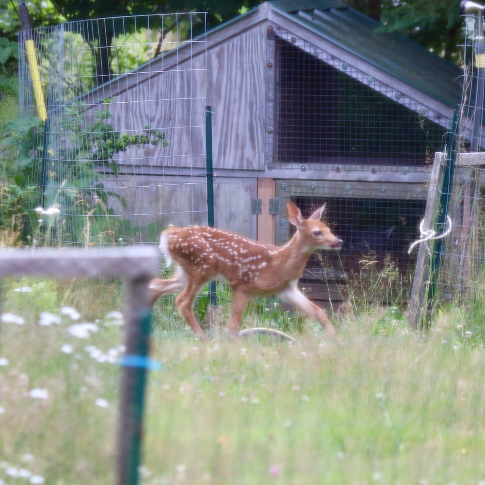 Maine White Tail Fawn at Downeast Thunder Farm