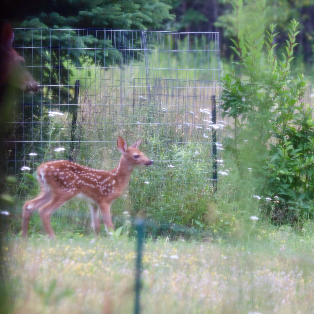 Maine White Tail Fawn at Downeast Thunder Farm