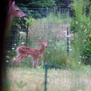 Maine White Tail Fawn at Downeast Thunder Farm