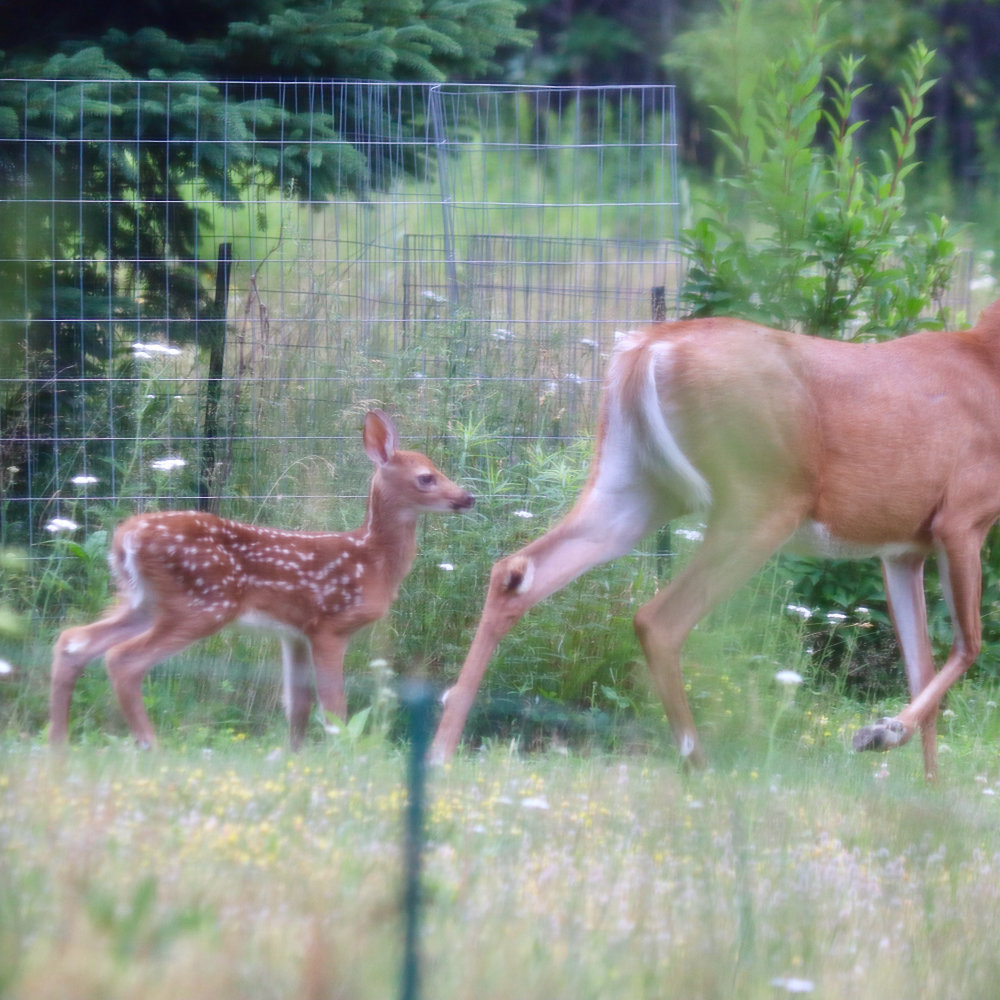 Maine White Tail Fawn at Downeast Thunder Farm