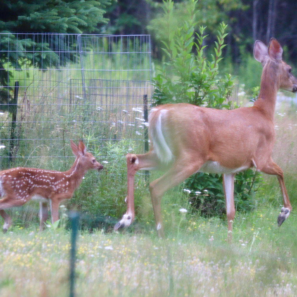 Maine White Tail Fawn at Downeast Thunder Farm