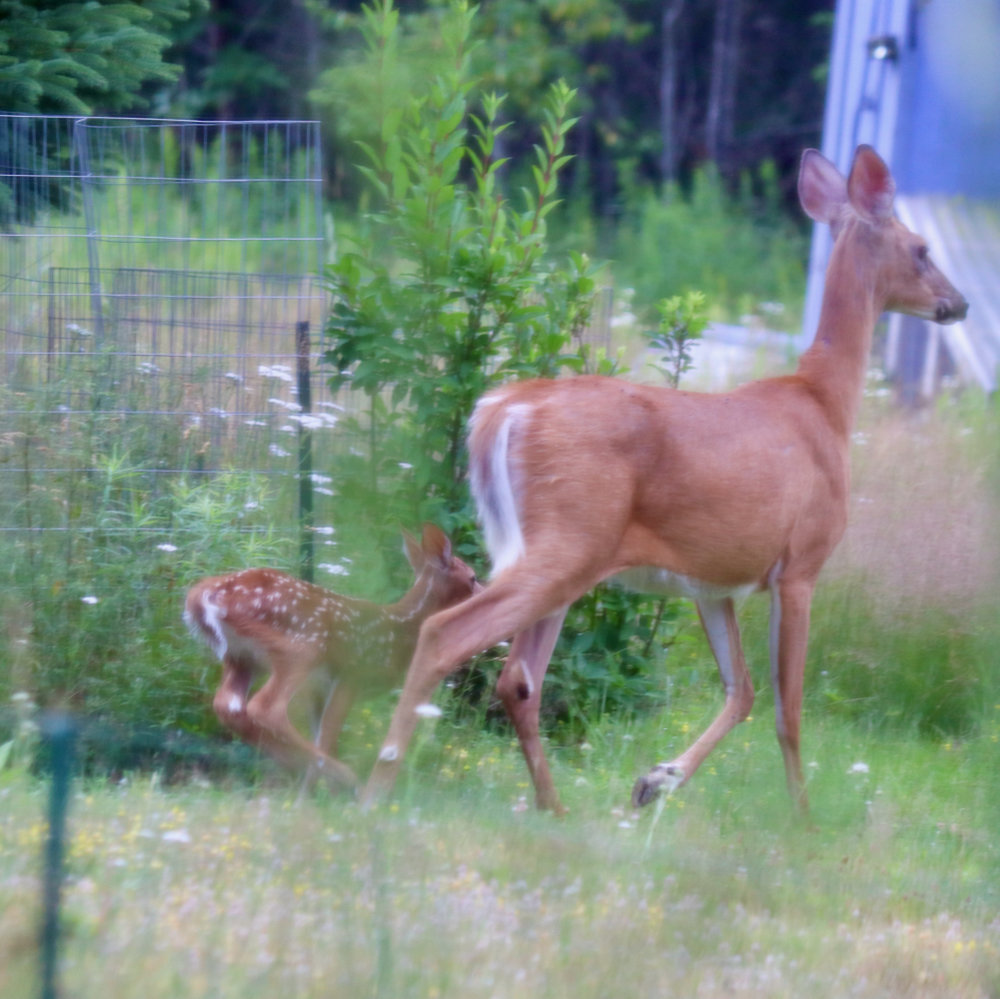 Maine White Tail Fawn at Downeast Thunder Farm