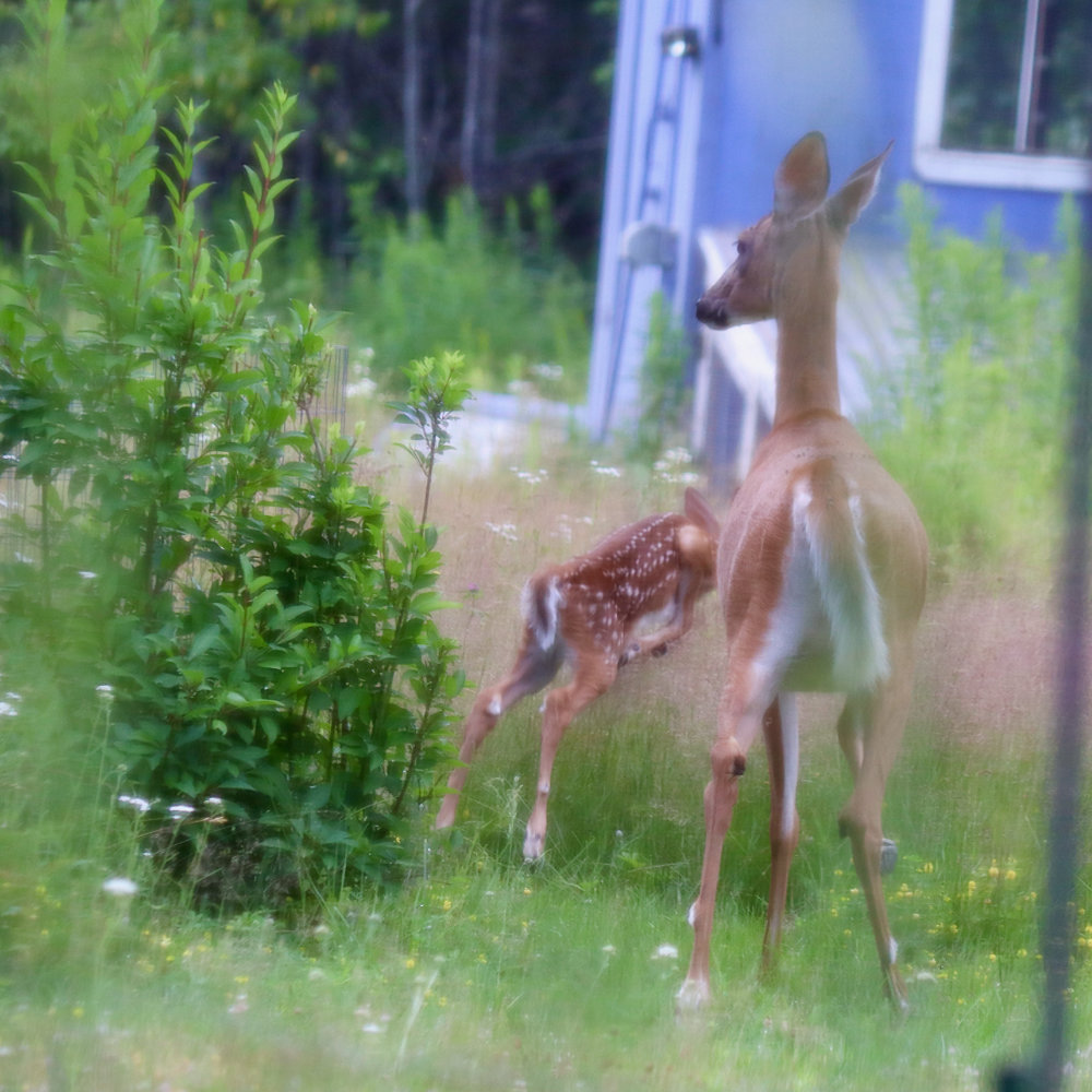 Maine White Tail Fawn at Downeast Thunder Farm