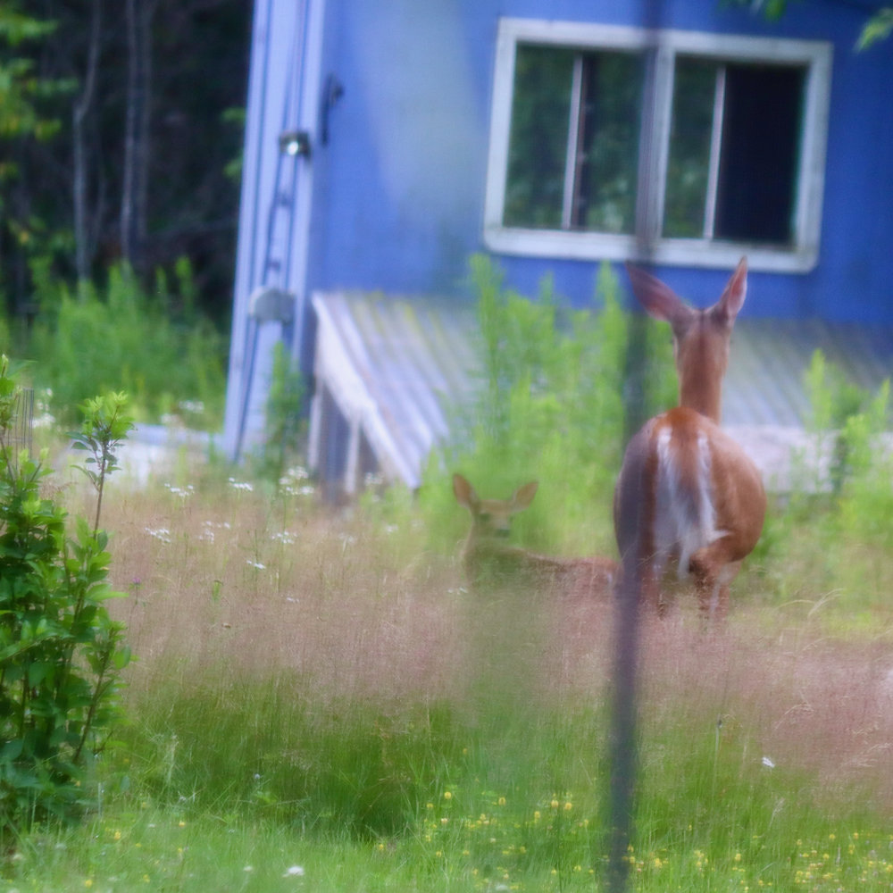 Maine White Tail Fawn at Downeast Thunder Farm