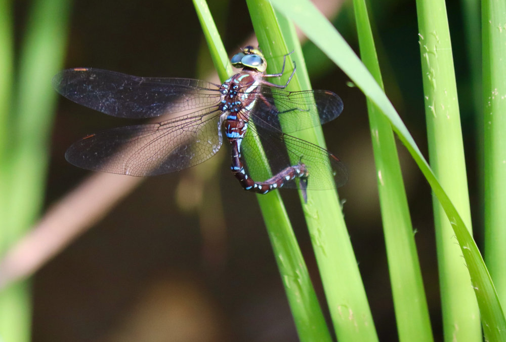 Evening Dragonfly