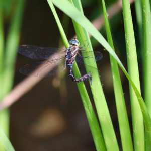 Maine Dragonfly