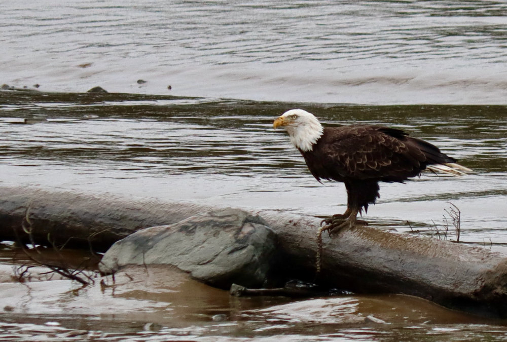 Muddy Bald Eagle