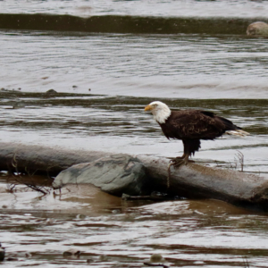 Bald Eagle on the Pleasant River with a sea worm
