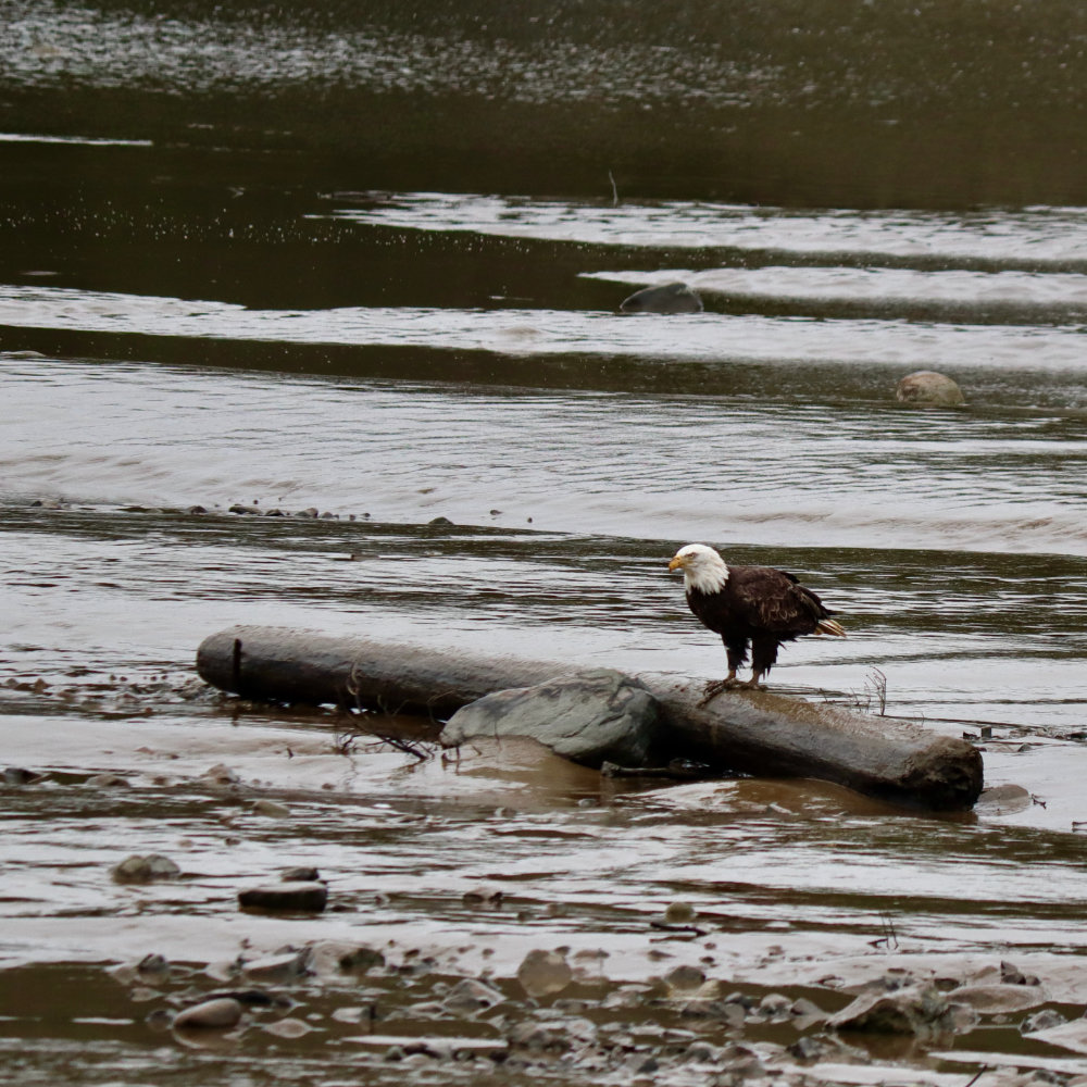 Muddy Bald Eagle on the Pleasant River