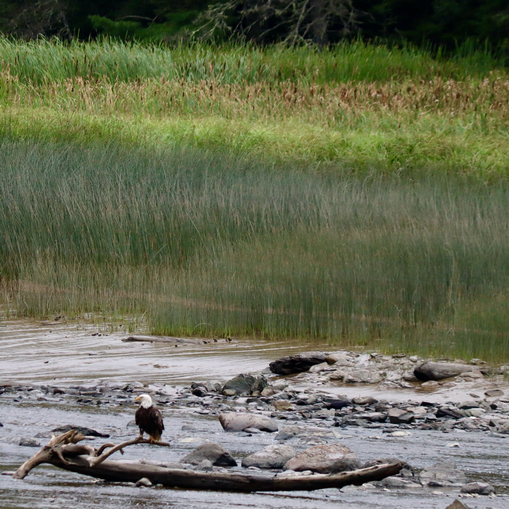 Bald Eagle on the Pleasant River at low tide