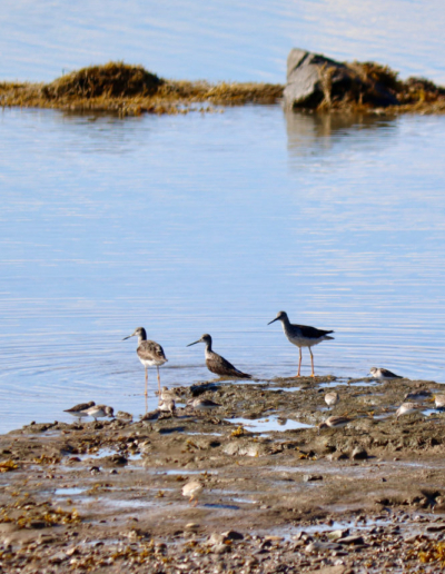 yellow legs beals island