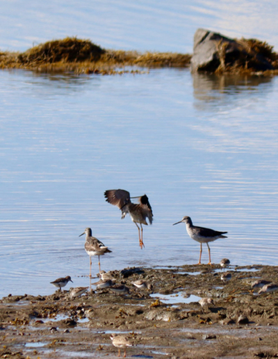 yellow legs beals island