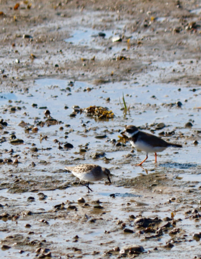 common plovers and sandpipers