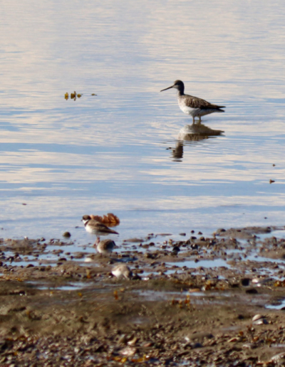 yellow legs beals island