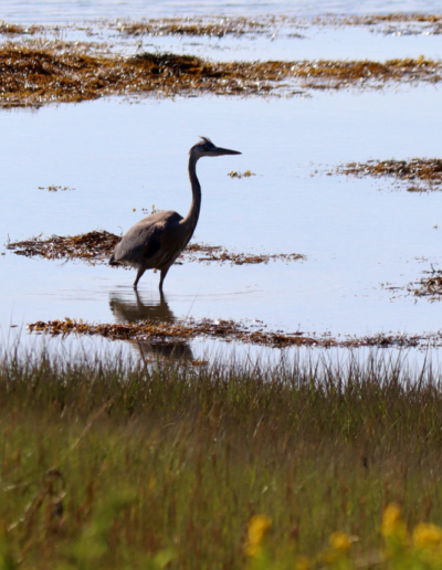 great blue heron beals island