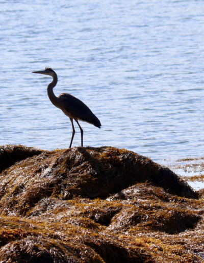 great blue heron beals island