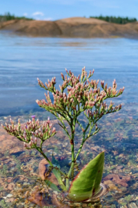 shore flowers beals island