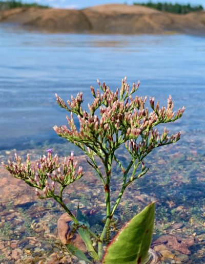 shore flowers beals island