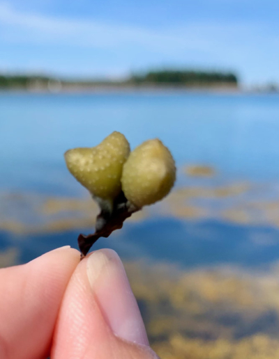 heart seaweed beals island