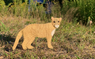 The Majestic Mountain Lion