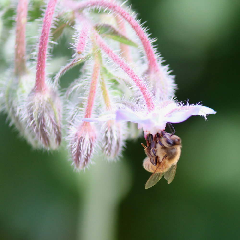 Maine Honey Bee