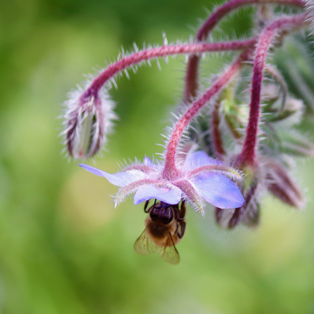Maine Honey Bee