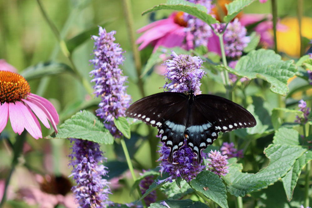 black swallowtail butterfly Maine