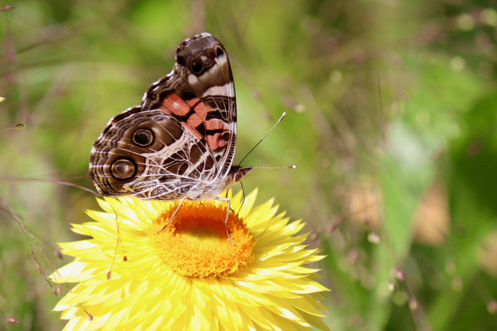 American lady butterfly