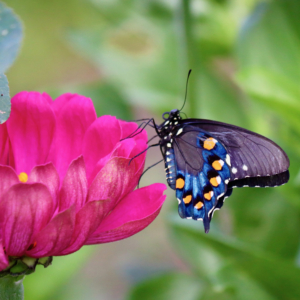 Pipevine Swallowtail