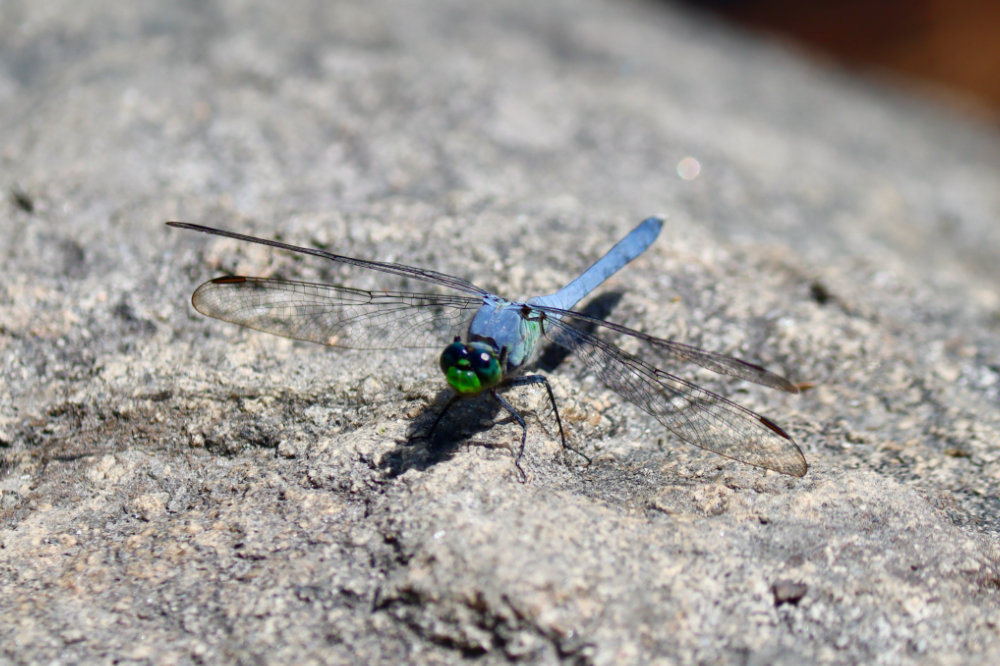 Maine Dragonfly