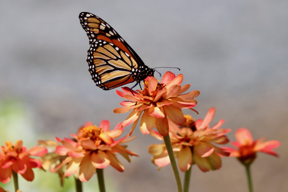 Monarch Butterfly Maine