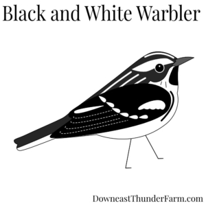 Black and White Warbler Felt Kit