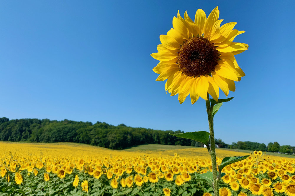 an overachieving sunflower