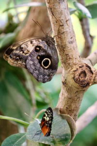 owl butterfly