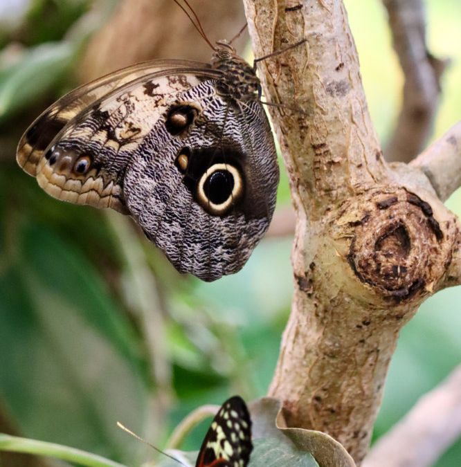 Hershey Gardens Butterfly Atrium