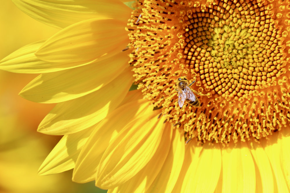 honey bee or long-tounged bee on a sunflower