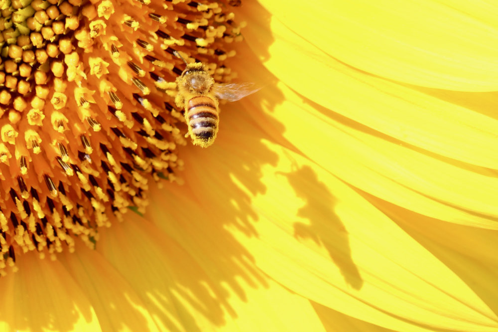 pollen laden bee pollinator on a sunflower