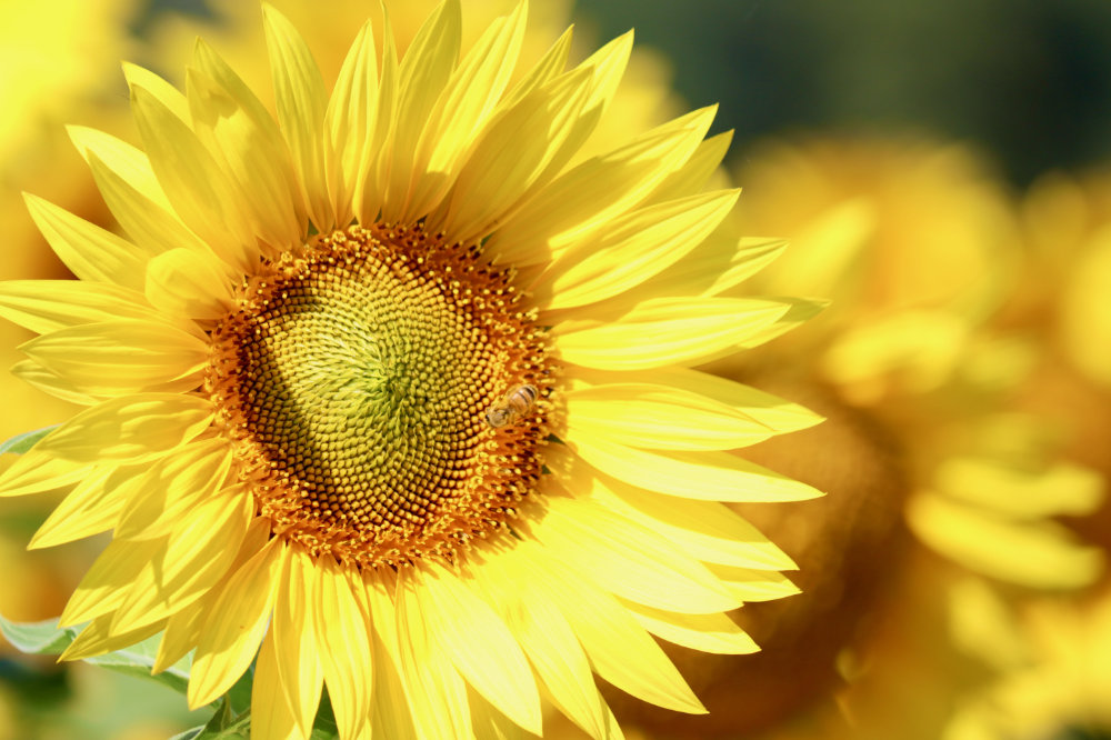 sunflower farm in PA