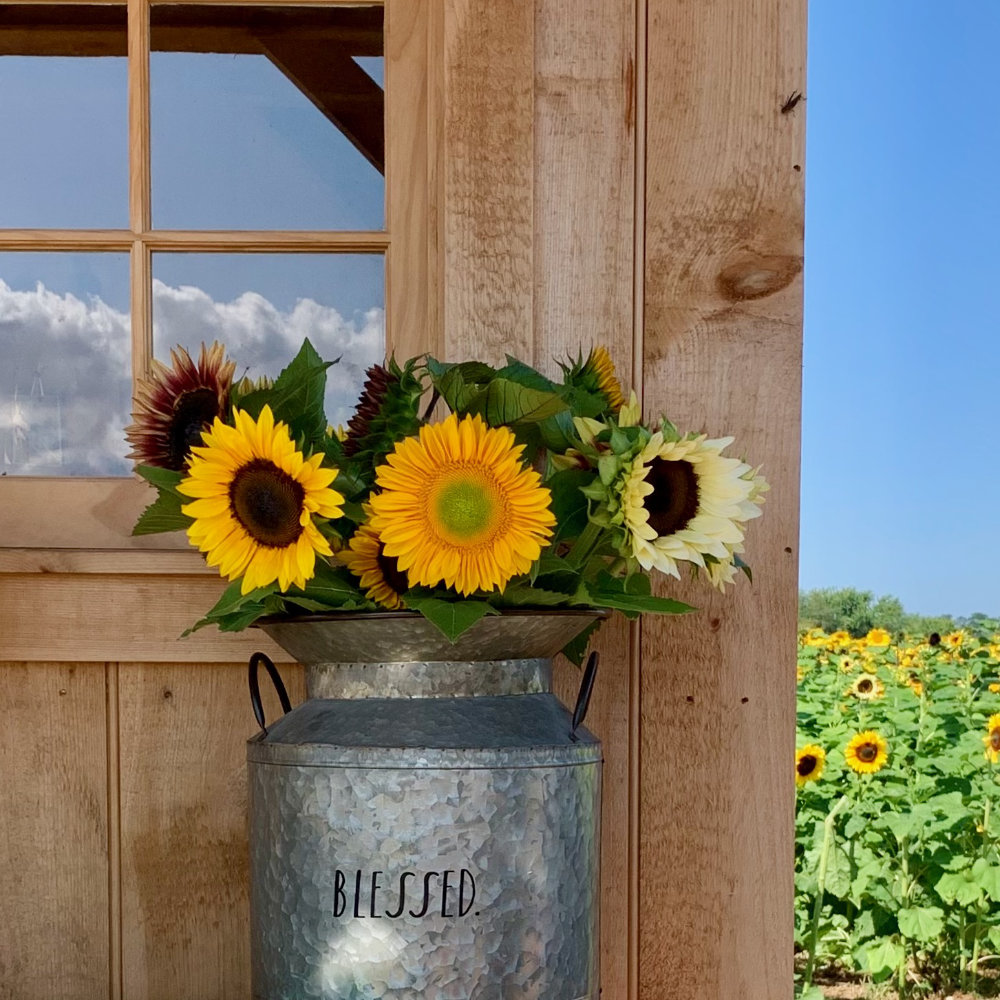 Lesher Poultry Farm Sunflower Fields