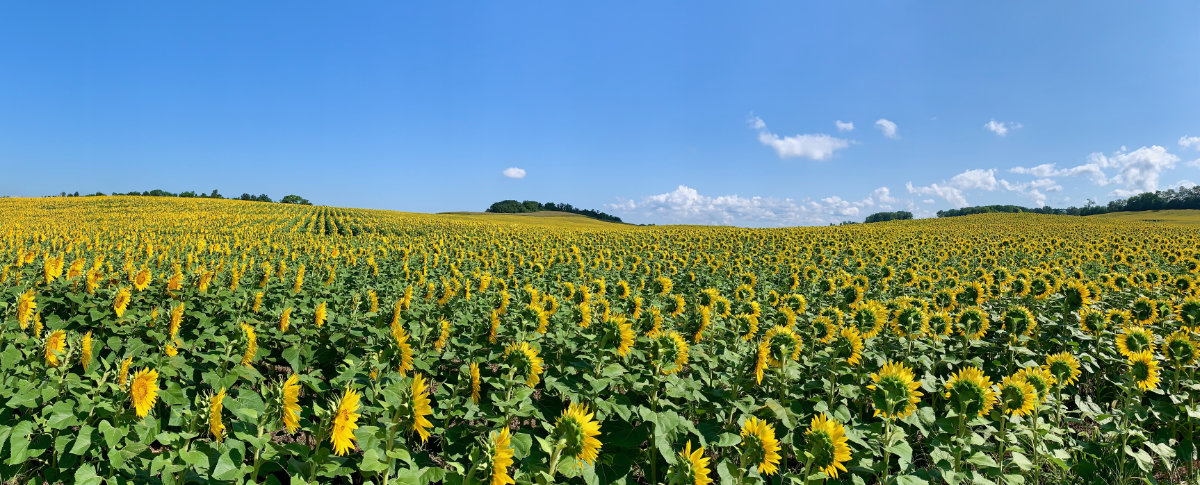 sunflowers worshiping the sun