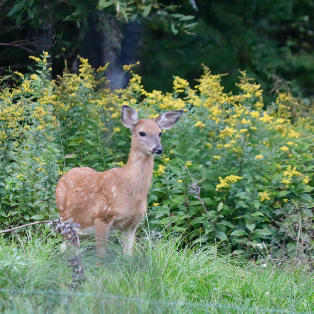 white tail fawn in Miane