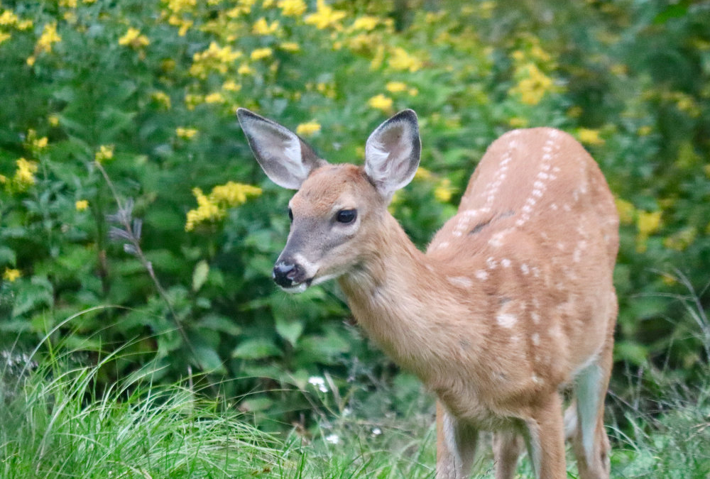 September Sunday Visitors